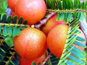 Red amla plant