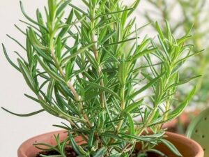 Rose marry plant