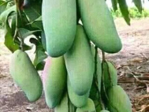 All Season 🥭 Mango plant