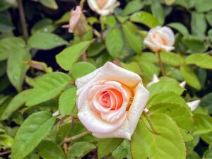 Sevendays rose plant
