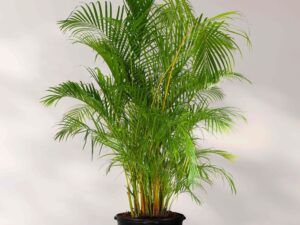 Areca palm Plant