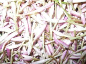 Jathi malli plant