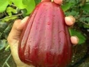 Dalhari water apple mother plant