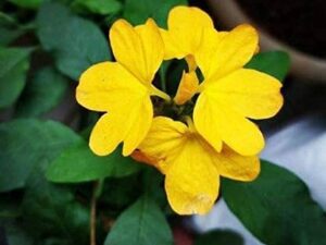 Kangambaram yellow colour plant