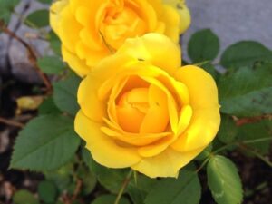 Golden strip rose plant