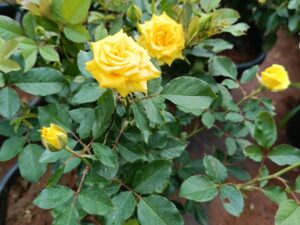 Star yellow rose plant8 inch pot