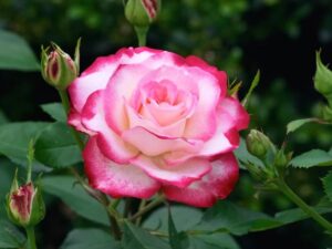 Silver line rose plant