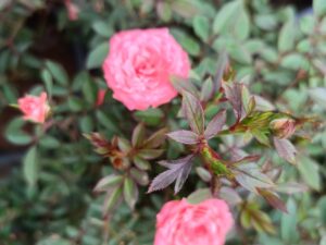 Minatrue orange rose plant