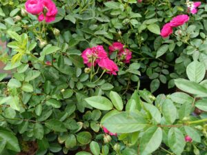 Pink button rose plant 8 inch pot