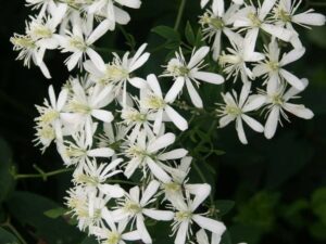 Bridel bouquet plant