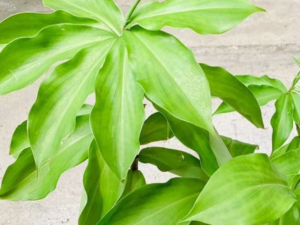 Insuline plant