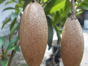 Banana sapota plant