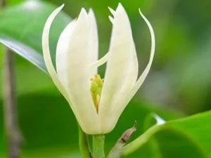 White shenbagam Plant