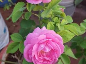 Arabic paneer rose