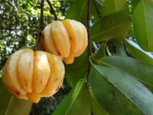 kudampuli plant