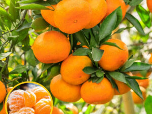 Kamala Orange Plant