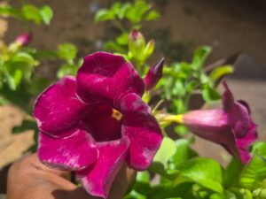 Almenda red colour plant