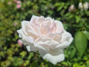 White panner rose plant