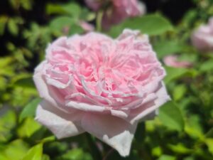 Doctor rose plant