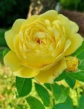 Anny drupy rose