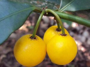 Baraba Fruit Plant