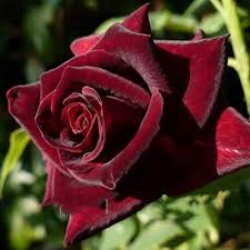 Black velvet rose 8 inch pot