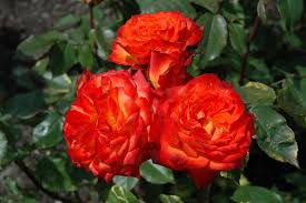 Cherisma rose plant 8 inch pot