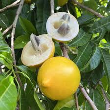 Abiu fruit mother plant (open parcel only)