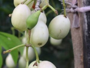 white naval/jamun