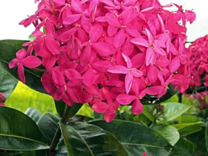 Ixora pink big verity plant