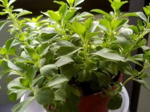 Stevia