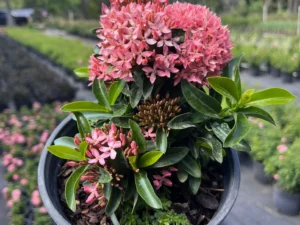 Ixora pink verity plant