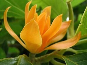 Shenbagam Orange With Flower Buds
