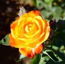 Calcata rose or pinata rose