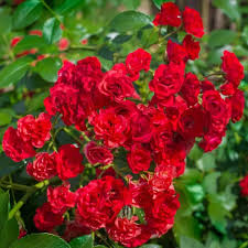 Red orchid or red fariy rose plant