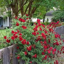 Red cascade or red kodi rose plant