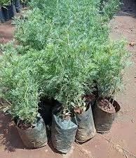 Marikolundhu mother plant