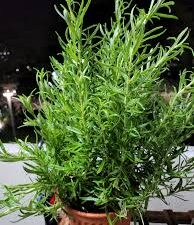 Rosemarry mother plant
