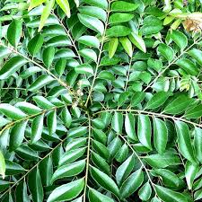 Curry leaf plant