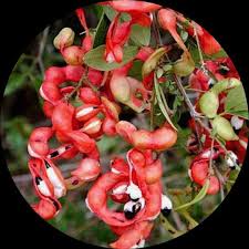 Kodukapulli red verity plant ( MSS or A1 open parcel service only )