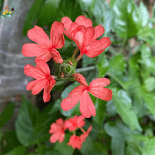 Red kangambaram plant