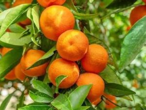 Nagapure orange fruit plant