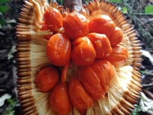 Kaldang/Ayanipala fruit plant red verity