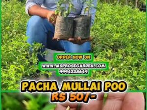 Pacha Malli Plant