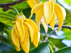 Manoranjitham mother plant ( open box courier serives only )