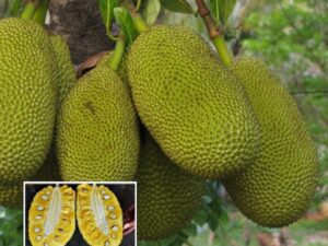 J33 jack fruit plant open parcel only