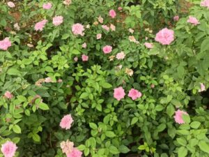 Panner button rose plant