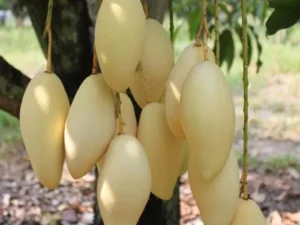 Namdac Mango plant