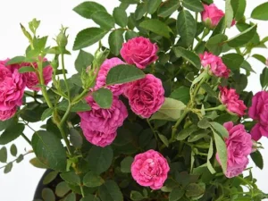 French botton rose plant