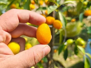 Sweet Lemon Plant